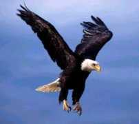 Eagle