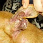 Eara