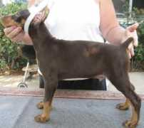 dobermantalk.com Earagon