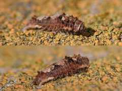 jpmoth.org Earias