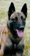 high-drives-malinois.de Earik