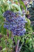 Eberry