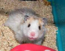 vivapets.com Ebichu