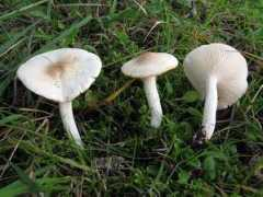 Ebosco
