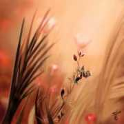 dreamworlds.ru Ebrulii
