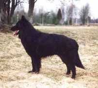 Eccho