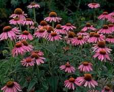 Echinacea