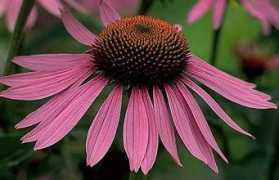mistershortcut.org Echinacea
