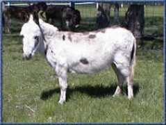 kcminiaturedonkeys.com Echor