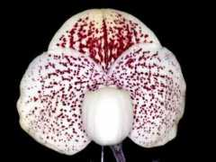 orchid.or.jp Edaki