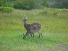 Edeer