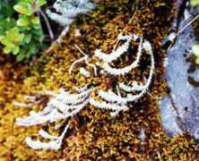 ski-ichiba.jp Edelwais