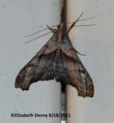 butterfliesandmoths.org Edenny