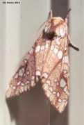 butterfliesandmoths.org Edenny