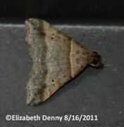 butterfliesandmoths.org Edenny
