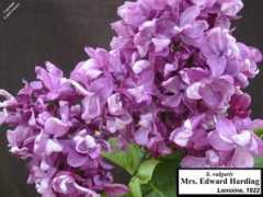 lottah.com Edhard