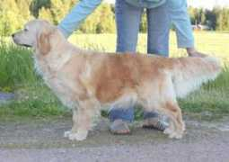 Eevi