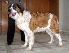 dog-club.org Efrosinia