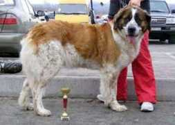 dog-club.org Efrosiniya