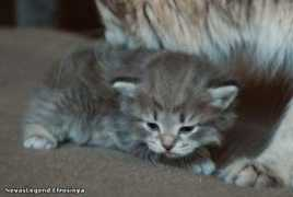 siberiancats.ru Efrosinya