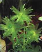 badmanstropicalfish.com Egeria