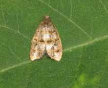 jpmoth.org Egesta