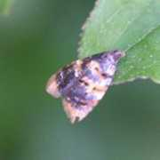 jpmoth.org Egesta