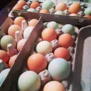 brooklynhomesteader.com Eggz