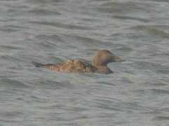 Eider