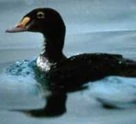 Eider
