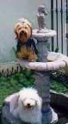 shooterdog.com Eisy