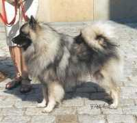 wolfsspitz-zucht.de Eiyu