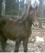 brandyrockfarm.tripod.com Elacia