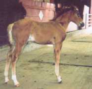 brandyrockfarm.tripod.com Elacia