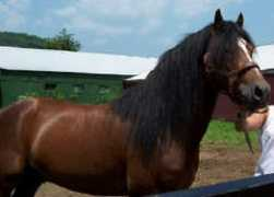 brandyrockfarm.tripod.com Elacia