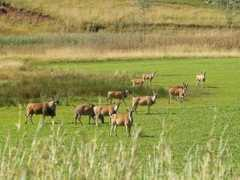 elandskloof.co.za Elande