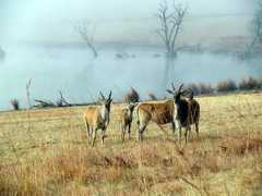 elandskloof.co.za Elande