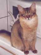 Elanis
