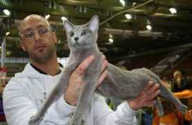 kirstejns-russianblue.dk Elanja