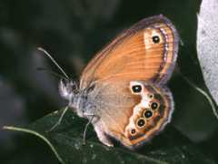 leps.it Elbana