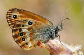 leps.it Elbana