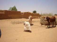 panoramio.com Elbashir