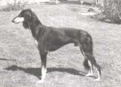 arabsaluki.de Elbatal
