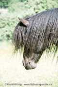 Eldir