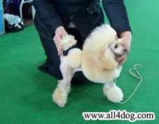 all4dog.com Eleona