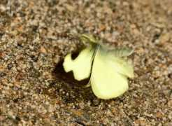 learnaboutbutterflies.com Eleone