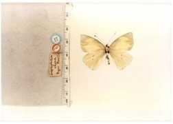 butterfliesofamerica.com Eleone