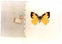 butterfliesofamerica.com Eleone