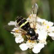 fugleognatur.dk Elfon