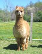 shaftsburyalpacas.com Eliana